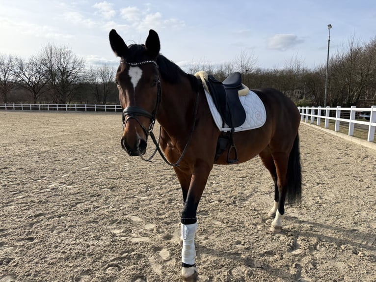 Westfale Wallach 6 Jahre 168 cm Brauner in Dortmund