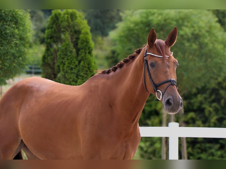 Westfale Wallach 6 Jahre 168 cm Fuchs in Geilenkirchen