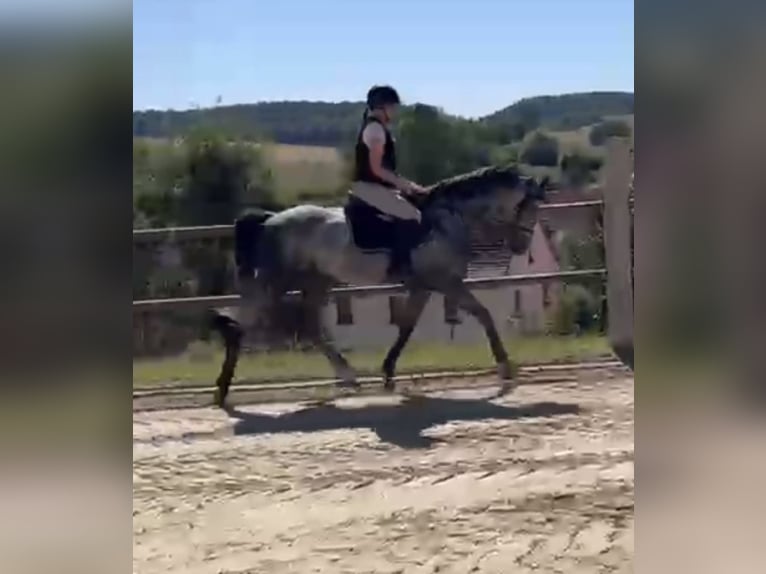Westfale Wallach 6 Jahre 168 cm Rappschimmel in Sontra
