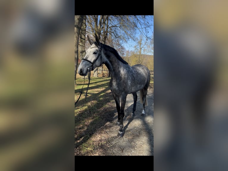 Westfale Wallach 6 Jahre 168 cm Schimmel in Diemelstadt