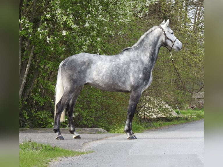 Westfale Wallach 6 Jahre 168 cm Schimmel in Verl