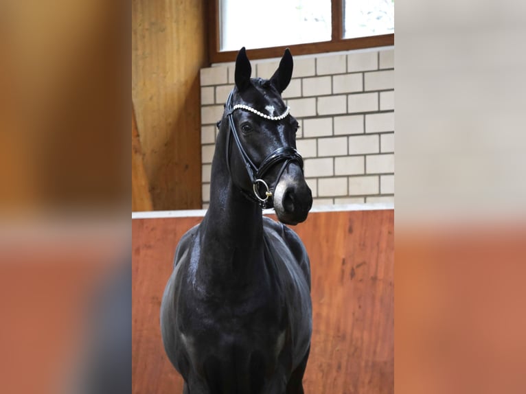 Westfale Wallach 6 Jahre 168 cm Schwarzbrauner in Fröndenberg