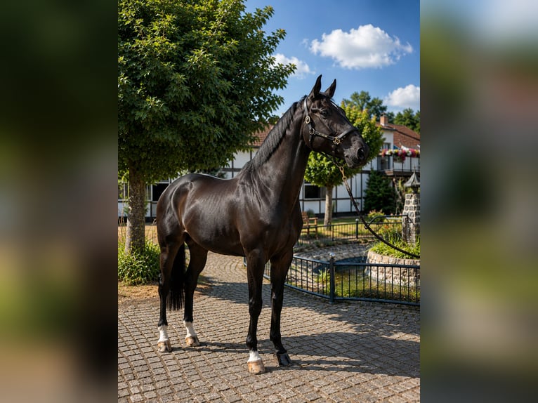 Westfale Wallach 6 Jahre 169 cm Dunkelbrauner in Schwerte