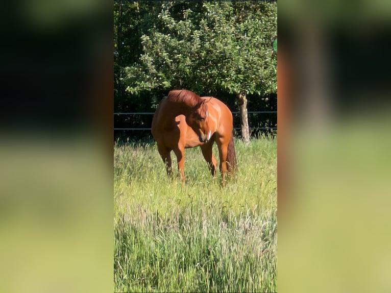 Westfale Wallach 6 Jahre 169 cm Fuchs in Tecklenburg