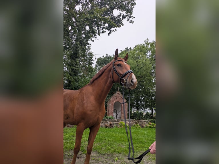 Westfale Wallach 6 Jahre 169 cm Fuchs in Tecklenburg