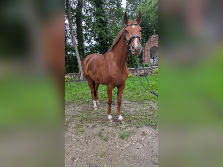 Westfale Wallach 6 Jahre 169 cm Fuchs in Tecklenburg