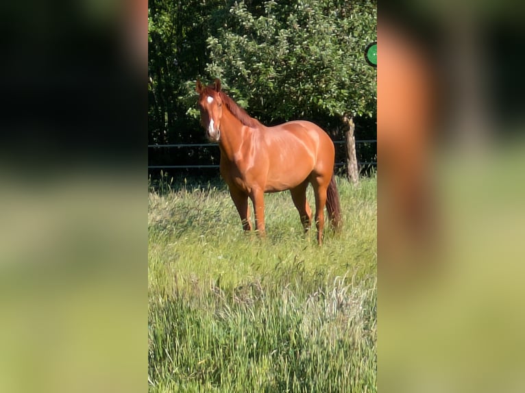 Westfale Wallach 6 Jahre 169 cm Fuchs in Tecklenburg