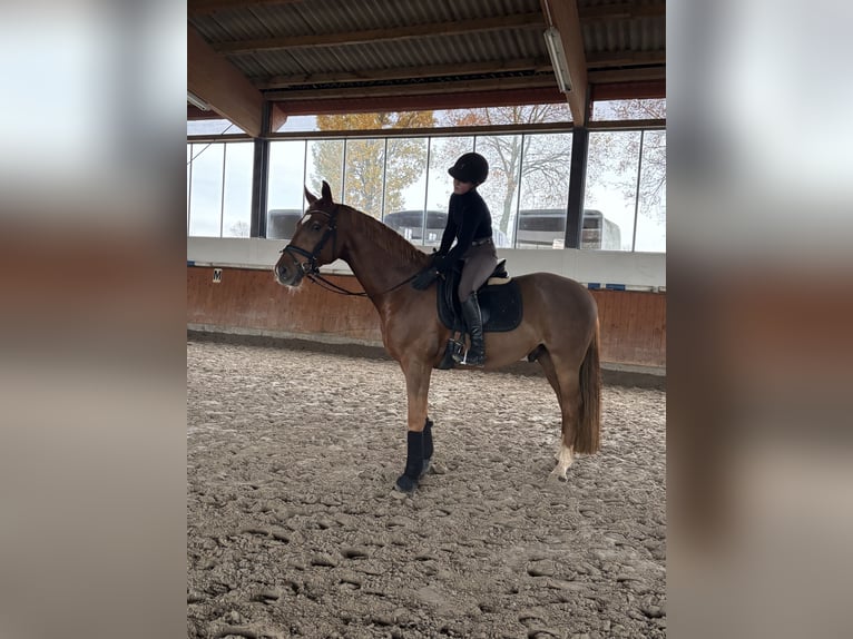Westfale Wallach 6 Jahre 169 cm Fuchs in Telgte