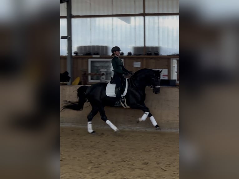 Westfale Wallach 6 Jahre 169 cm Rappe in Bochum