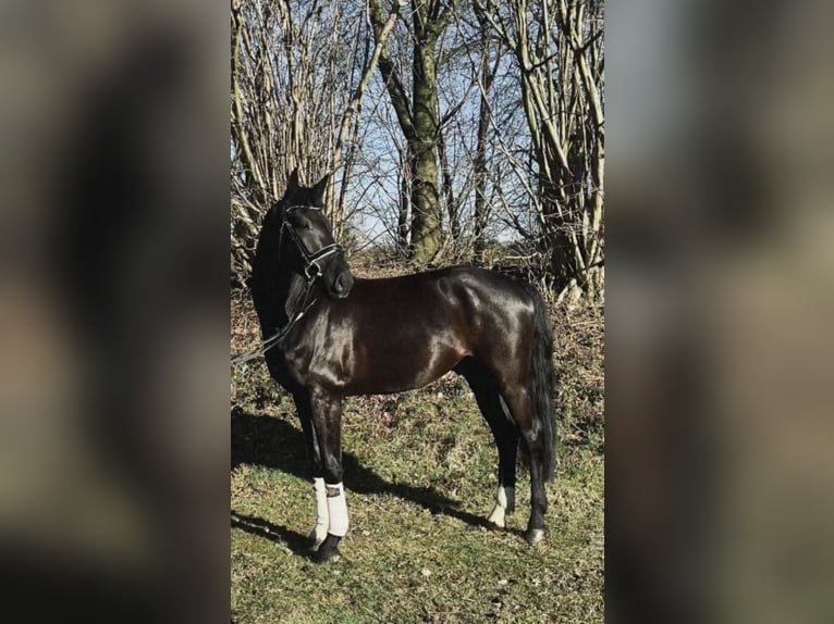 Westfale Wallach 6 Jahre 169 cm Rappe in Bochum