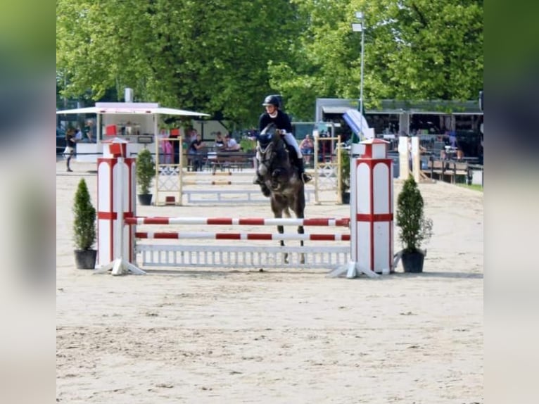 Westfale Wallach 6 Jahre 170 cm Apfelschimmel in Lünen
