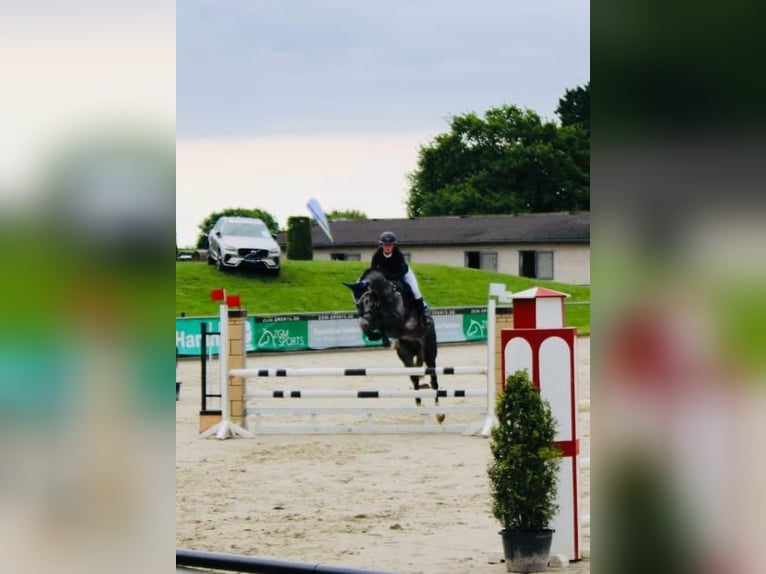 Westfale Wallach 6 Jahre 170 cm Apfelschimmel in Lünen