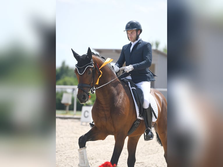 Westfale Wallach 6 Jahre 170 cm Brauner in Wehringen