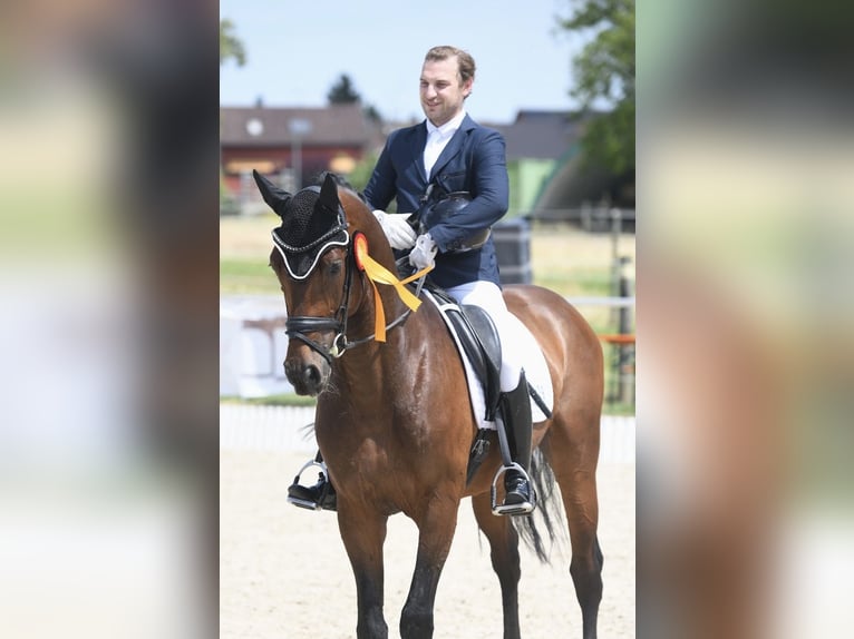 Westfale Wallach 6 Jahre 170 cm Brauner in Wehringen