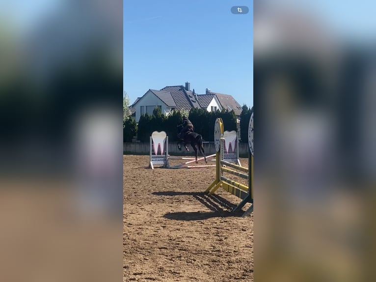 Westfale Wallach 6 Jahre 170 cm Brauner in Garbsen