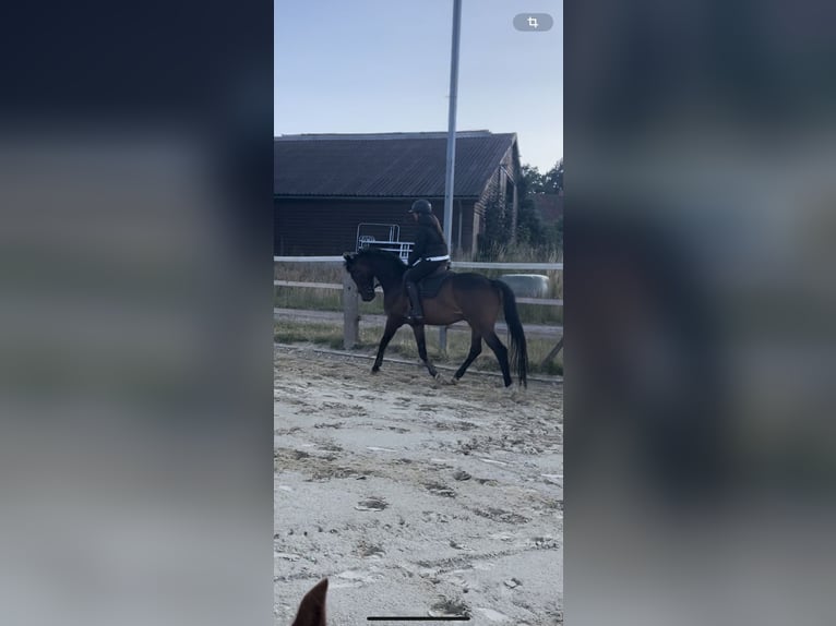 Westfale Wallach 6 Jahre 170 cm Brauner in Garbsen