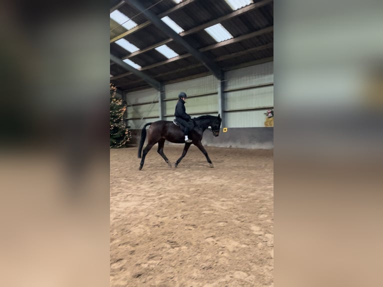 Westfale Wallach 6 Jahre 170 cm Brauner in Garbsen