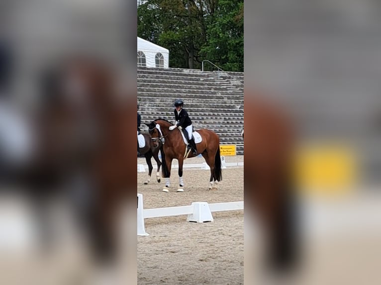 Westfale Wallach 6 Jahre 170 cm Brauner in Trochtelfingen