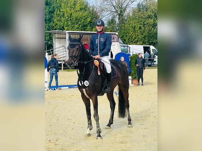 Westfale Wallach 6 Jahre 170 cm Dunkelbrauner in Altenberge