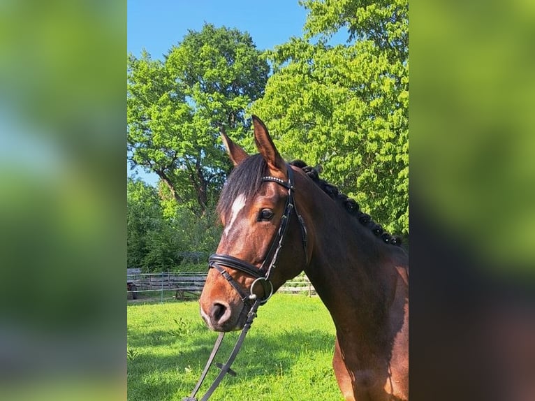 Westfale Wallach 6 Jahre 170 cm Dunkelbrauner in Hohenhameln