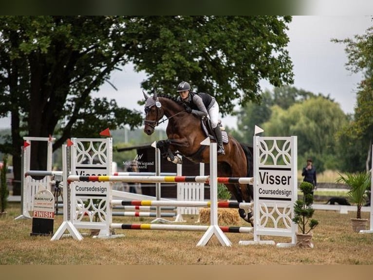 Westfale Wallach 6 Jahre 170 cm Dunkelbrauner in Hohenhameln