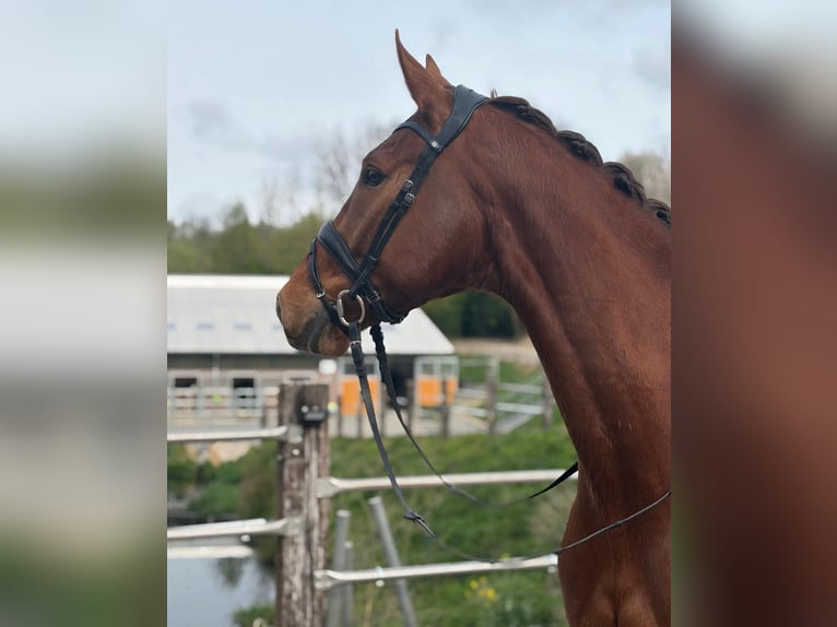 Westfale Wallach 6 Jahre 170 cm Fuchs in Wuppertal