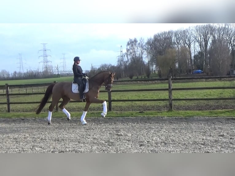 Westfale Wallach 6 Jahre 170 cm Fuchs in Mönchengladbach