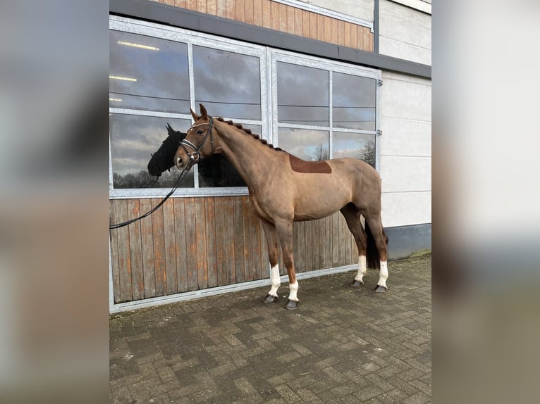 Westfale Wallach 6 Jahre 170 cm Fuchs in Mönchengladbach