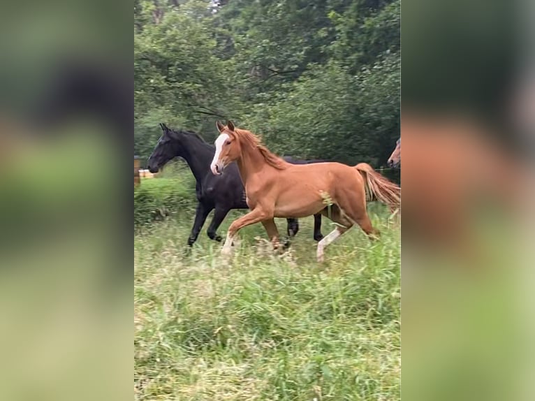 Westfale Wallach 6 Jahre 170 cm Fuchs in Wentorf bei Hamburg