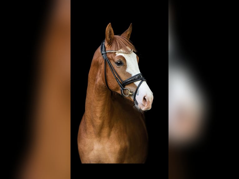 Westfale Wallach 6 Jahre 170 cm Fuchs in Wentorf bei Hamburg