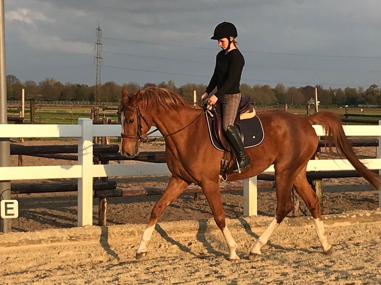 Westfale Wallach 6 Jahre 170 cm Fuchs in Krefeld