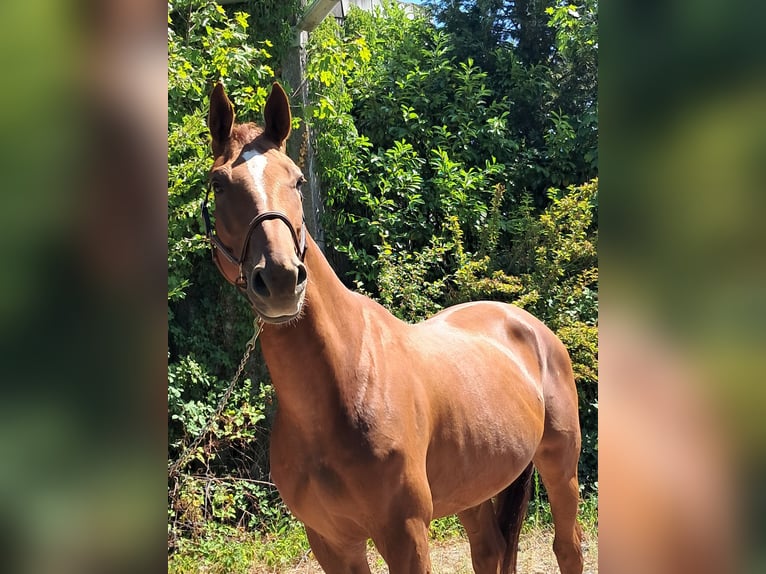 Westfale Wallach 6 Jahre 170 cm Fuchs in Messel