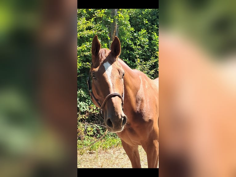 Westfale Wallach 6 Jahre 170 cm Fuchs in Messel