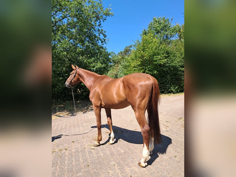 Westfale Wallach 6 Jahre 170 cm Fuchs in Messel