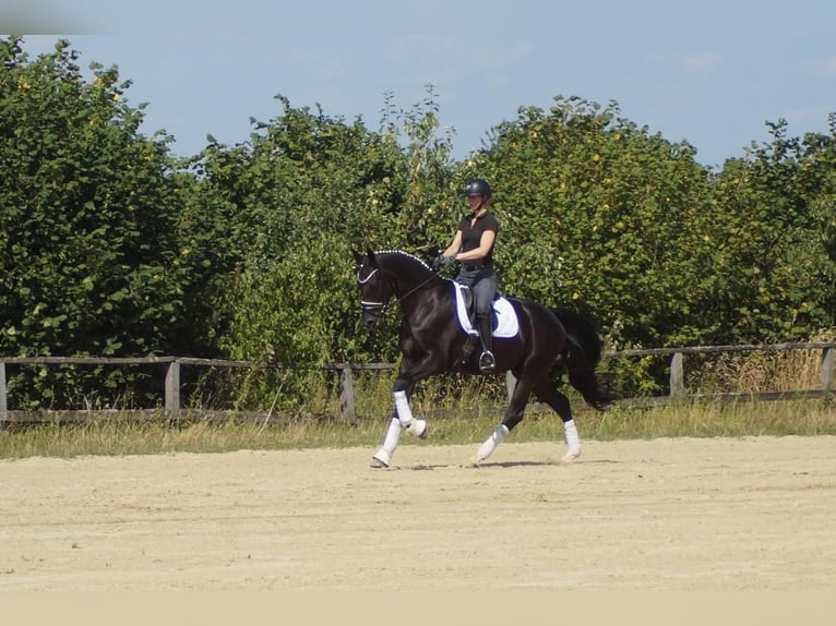 Westfale Wallach 6 Jahre 170 cm Rappe in Iserlohn