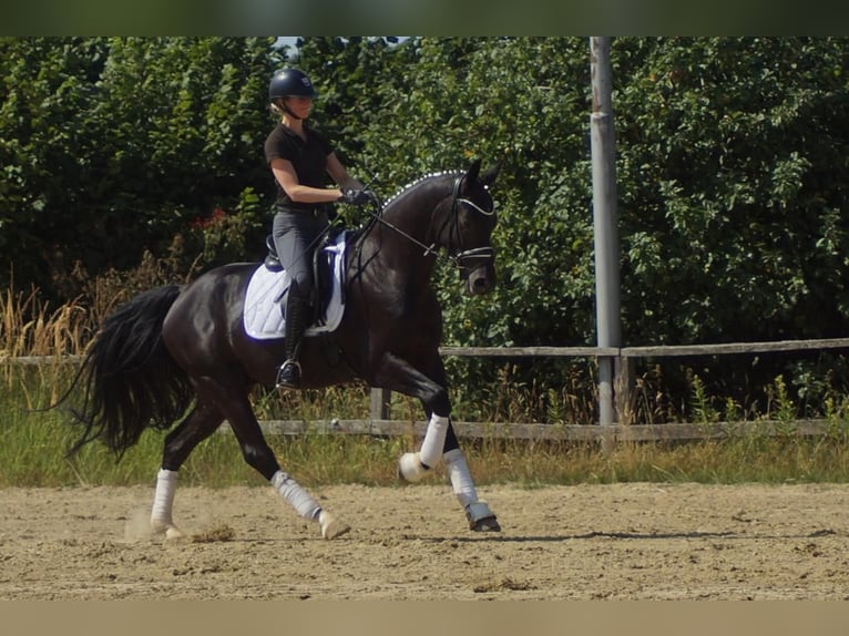 Westfale Wallach 6 Jahre 170 cm Rappe in Iserlohn