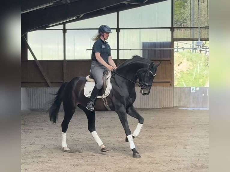 Westfale Wallach 6 Jahre 170 cm Rappe in Schenklengsfeld