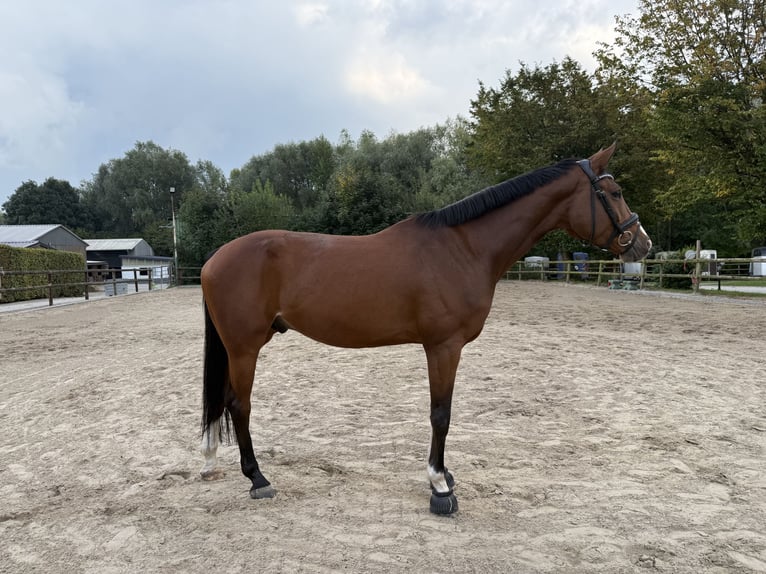 Westfale Wallach 6 Jahre 171 cm Brauner in Dortmund