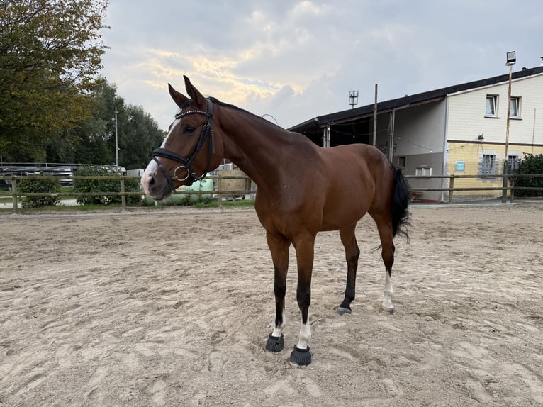 Westfale Wallach 6 Jahre 171 cm Brauner in Dortmund