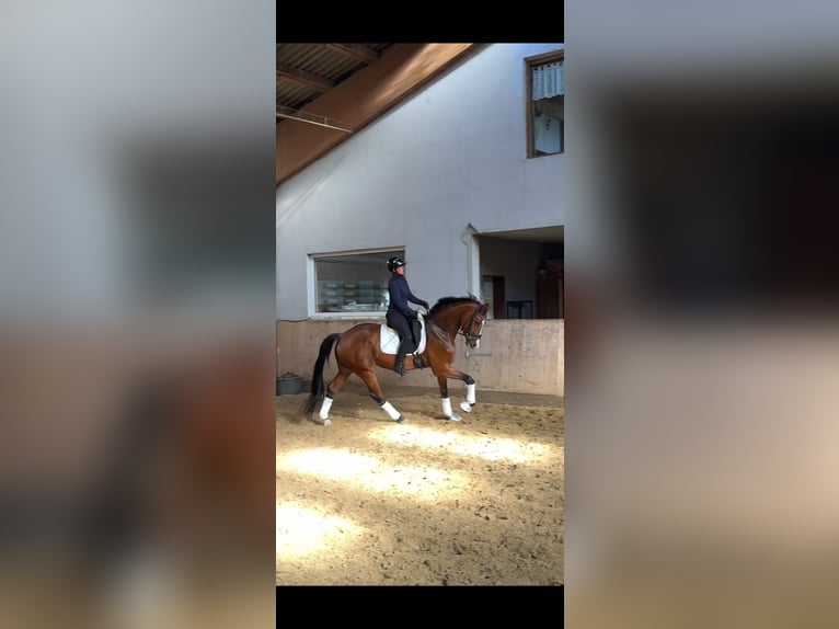 Westfale Wallach 6 Jahre 171 cm Brauner in Dortmund