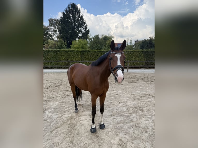 Westfale Wallach 6 Jahre 171 cm Brauner in Dortmund