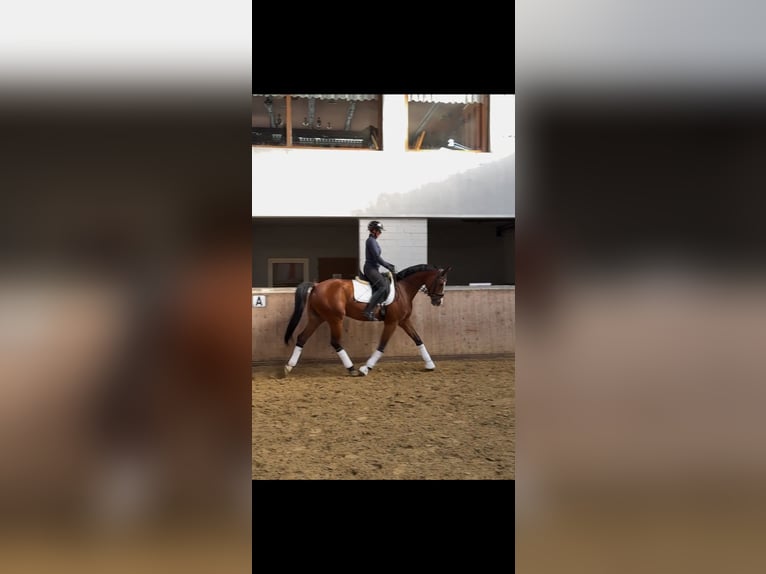 Westfale Wallach 6 Jahre 171 cm Brauner in Dortmund