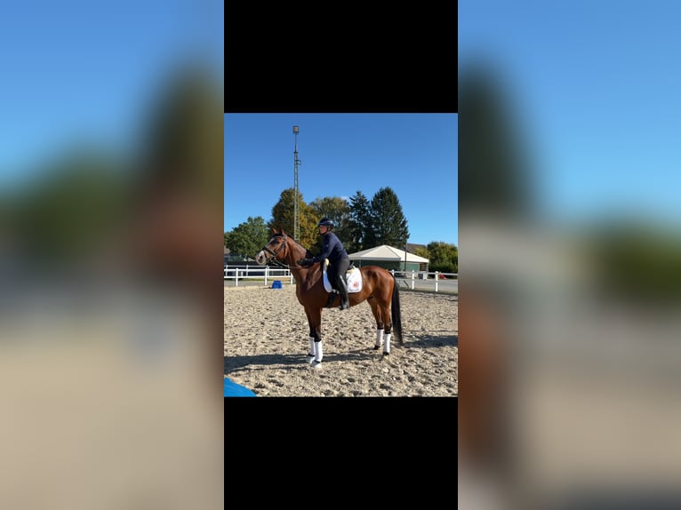 Westfale Wallach 6 Jahre 171 cm Brauner in Dortmund