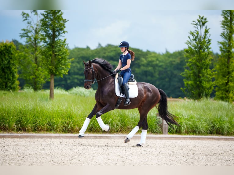 Westfale Wallach 6 Jahre 171 cm Dunkelbrauner in Mol