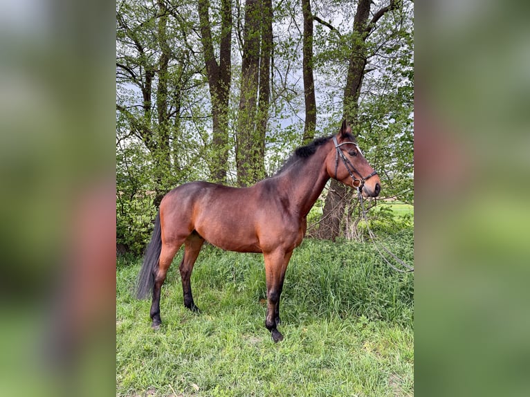 Westfale Wallach 6 Jahre 171 cm Dunkelbrauner in Bad Driburg