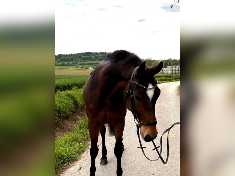 Westfale Wallach 6 Jahre 171 cm Dunkelbrauner in Bad Driburg