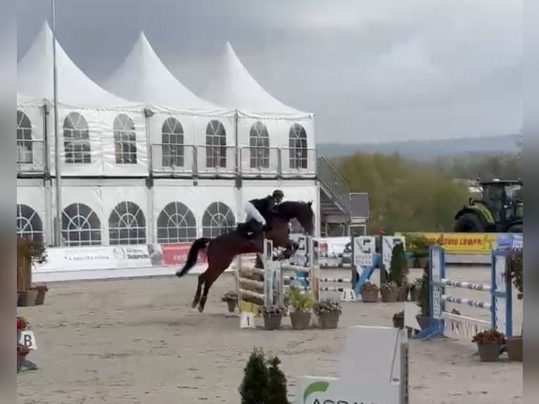 Westfale Wallach 6 Jahre 171 cm Dunkelbrauner in Bad Driburg
