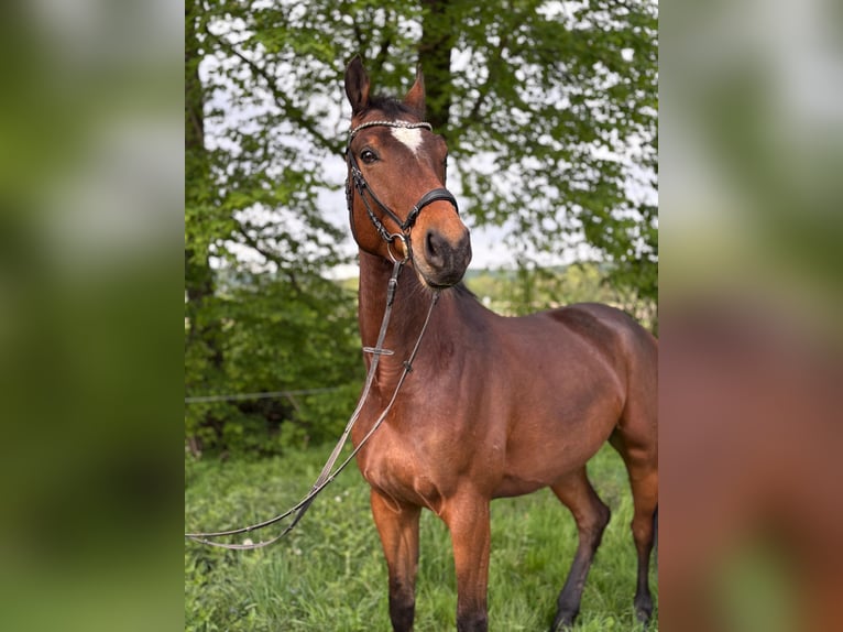 Westfale Wallach 6 Jahre 171 cm Dunkelbrauner in Bad Driburg