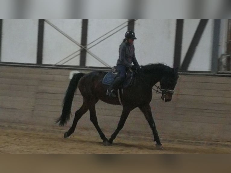 Westfale Wallach 6 Jahre 171 cm Dunkelbrauner in Alsfeld
