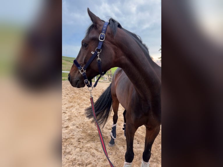 Westfale Wallach 6 Jahre 172 cm Brauner in Bad Arolsen